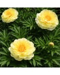 Paeonia ITOH Bartzella